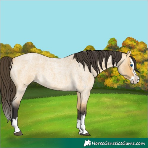 Horse Color:Buckskin Roan Dun Splash 