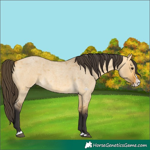 Horse Color:Buckskin Roan Dun Splash 