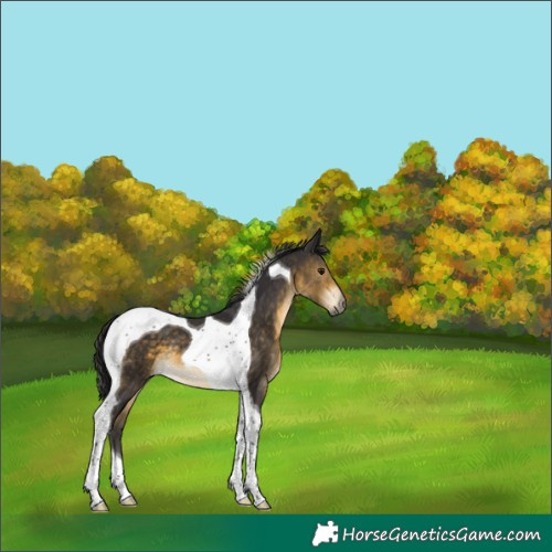 Horse Color:Buckskin Tobiano 