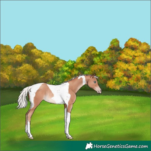 Horse Color:Silver Sable Champagne Tobiano Rabicano 