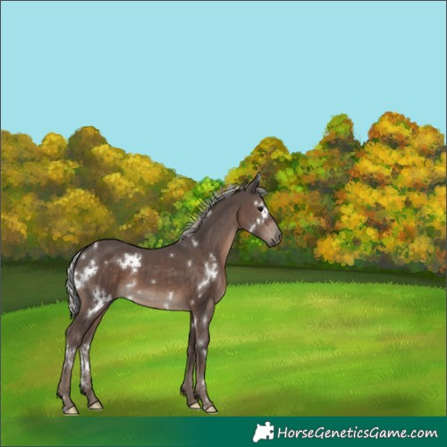 Horse Color:White Spotted Silver Black 