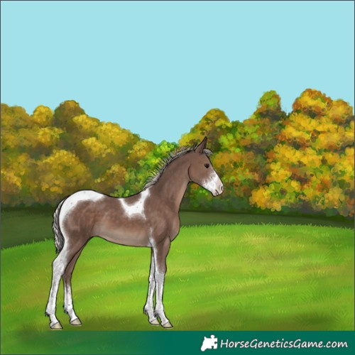 Horse Color:Silver Black Sabino Tobiano 
