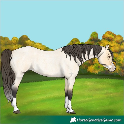 Horse Color:Buckskin Roan Dun Splash 