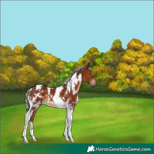 Horse Color:White Spotted Silver Brown Tobiano 