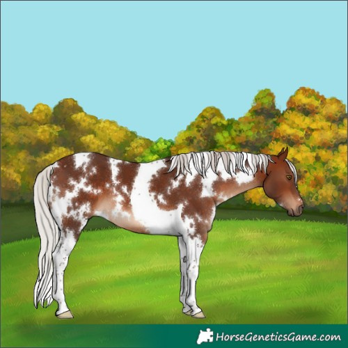 Horse Color:White Spotted Silver Brown Tobiano 