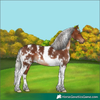 Horse Color:White Spotted Silver Brown Tobiano 