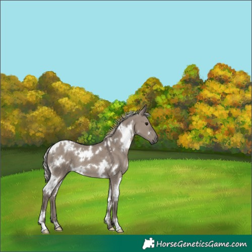 Horse Color:White Spotted Silver Grullo 