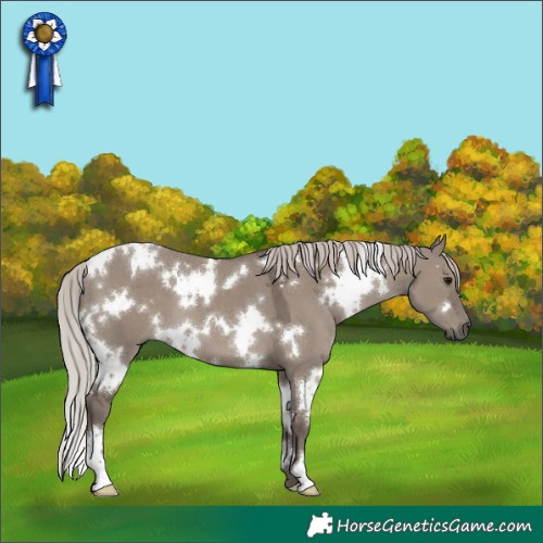 Horse Color:White Spotted Silver Grullo 