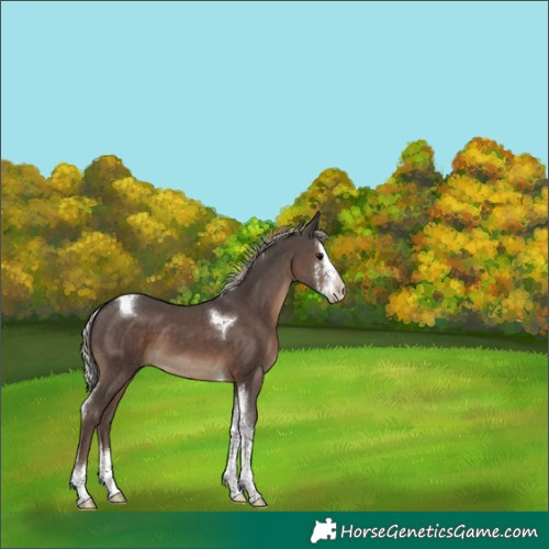 Horse Color:Silver Black Sabino Splash Tobiano 