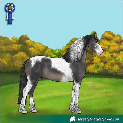 Horse Color:Black Sabino Tobiano 