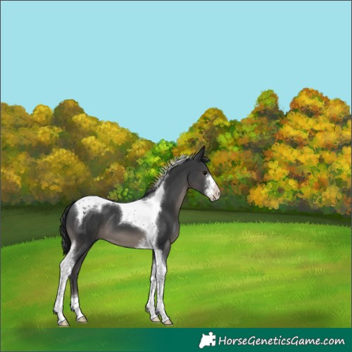 Horse Color:Black Sabino Tobiano 