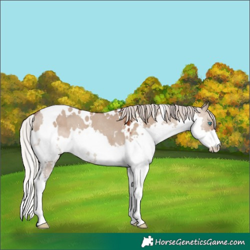 Horse Color:White Spotted Silver Grullo Splash 