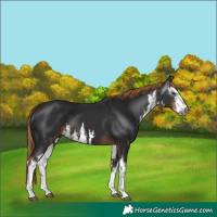 Horse Color:Gray White Spotted Liver Chestnut 