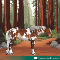 Horse Color:White Spotted Silver Brown
