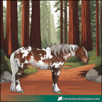 Horse Color:White Spotted Silver Brown