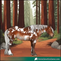 Horse Color:White Spotted Silver Brown