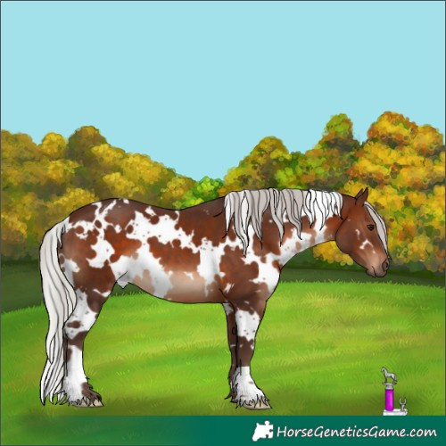 Horse Color:White Spotted Silver Brown
