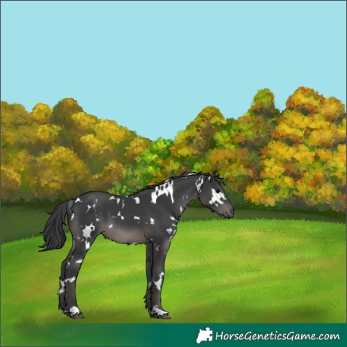Horse Color:White Spotted Black 