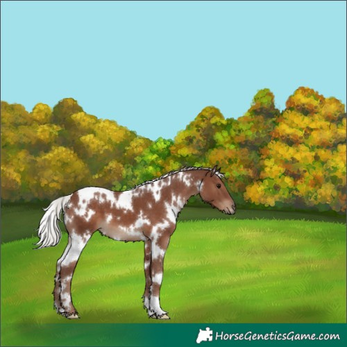Horse Color:White Spotted Silver Black 