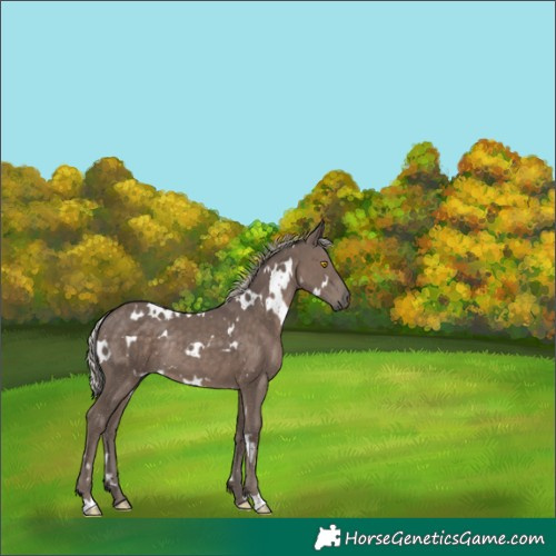 Horse Color:White Spotted Silver Black Rabicano 