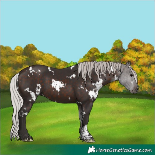 Horse Color:White Spotted Silver Brown 