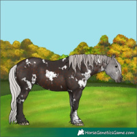 Horse Color:White Spotted Silver Brown