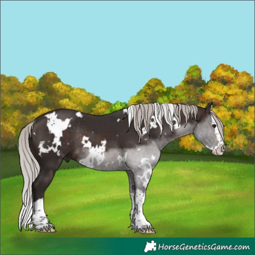 Horse Color:White Spotted Silver Brown Splash Rabicano 