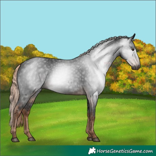 Horse Color:Gray White Spotted Liver Chestnut 