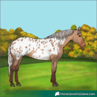 Horse Color:Silver Brown Dun Appaloosa 