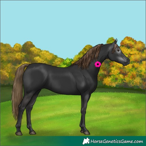 Horse Color:Gray White Spotted Liver Chestnut 