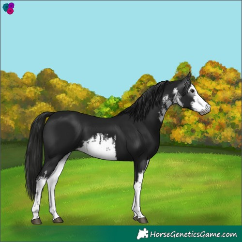 Horse Color:Gray White Spotted Smoky Black 