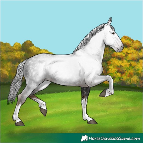 Horse Color:Gray White Spotted Liver Chestnut