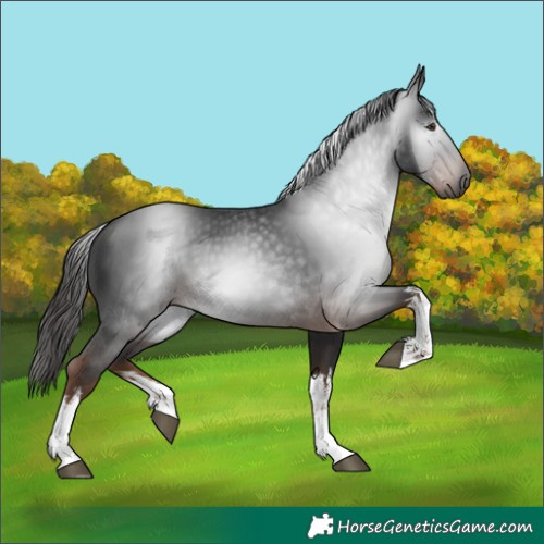 Horse Color:Gray White Spotted Liver Chestnut