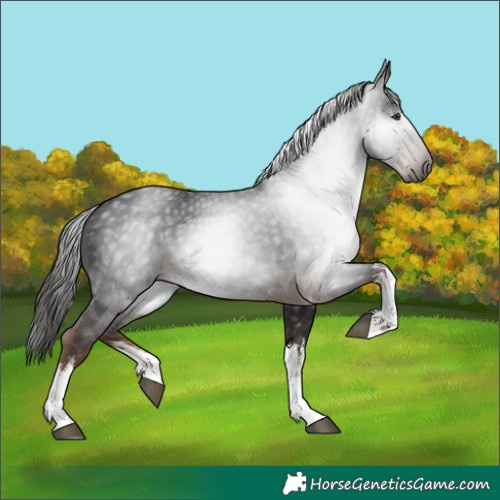 Horse Color:Gray White Spotted Liver Chestnut 