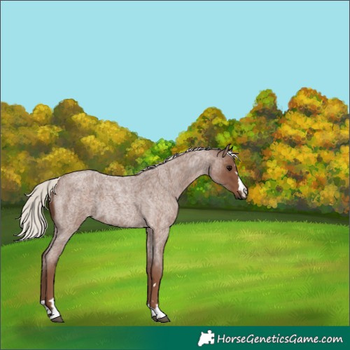 Horse Color:Silver Blue Roan Rabicano 