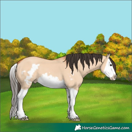 Horse Color:Bay Dun Splash Frame 