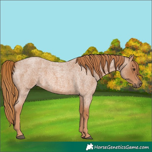 Horse Color:Red Roan