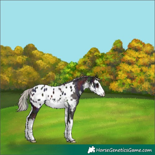 Horse Color:Nacre White Spotted Silver Brown Ice Appaloosa 
