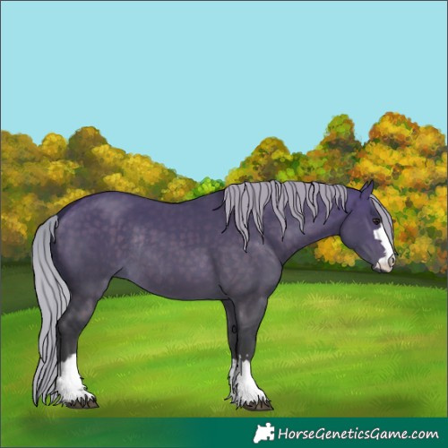 Horse Color:Unknown 