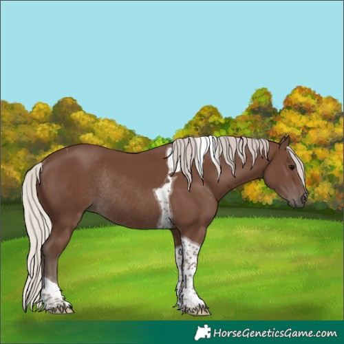 Horse Color:Silver Black Tobiano Rabicano 