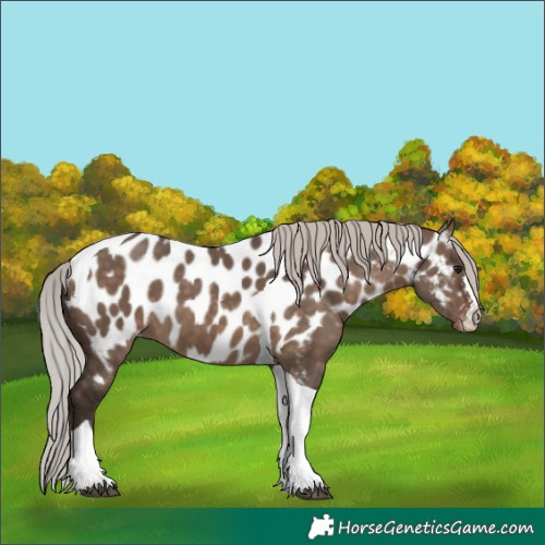 Horse Color:Silver Brown Dun Tobiano Appaloosa 