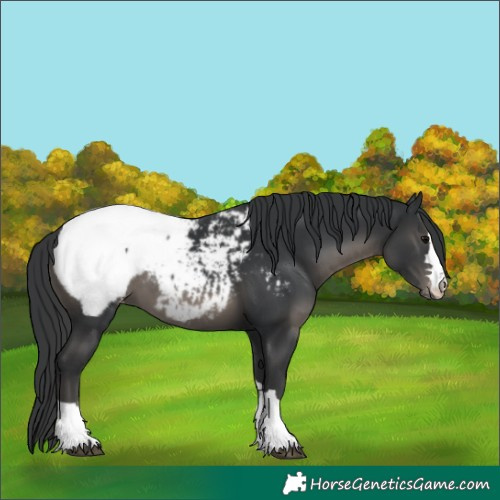 Horse Color:Black Appaloosa 