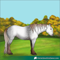 Horse Color:Gray White Spotted Liver Chestnut