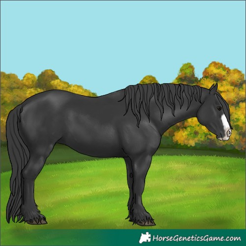 Horse Color:Black Frame 
