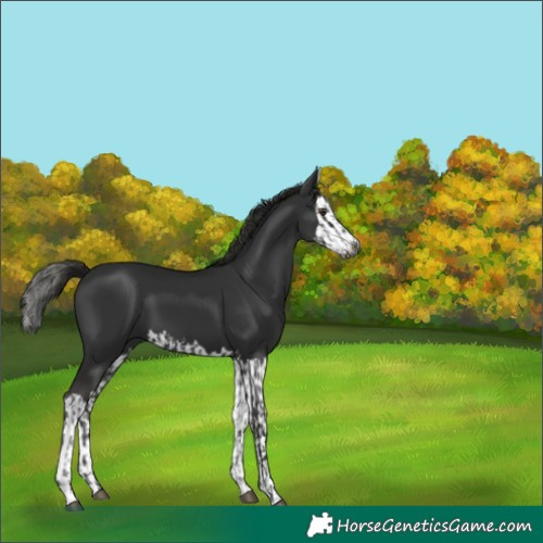 Horse Color:Gray Liver Chestnut  and Gray Liver Chestnut Splash 