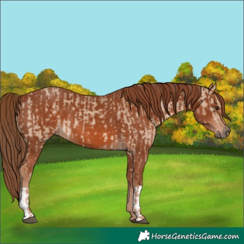 Horse Color:Red Dun  and Chestnut 