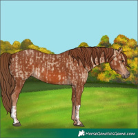 Horse Color:Red Dun  and Chestnut 