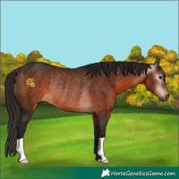 Horse Color:Gray Bay Rabicano