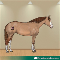 Horse Color:Red Dun  and Red Dun 