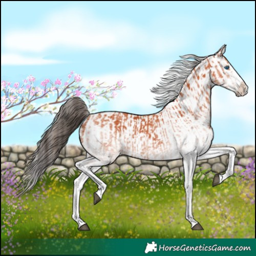 Horse Color:White Spotted Bay Splash  and White Spotted Bay Splash 